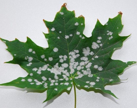 Sawadea_tulasnei Sawadea tulasne ( Fuckel 1866 ) Homma 1937 Wirt: Acer platanoides - Spitzahorn Verbreitung: weit verbreitet und relativ häufig Bemerkungen: Die Blätter wirken...